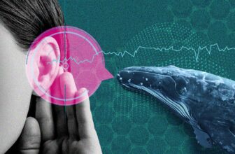 AI Is Deciphering Animal Speech. Ought to We Attempt to Speak Again?