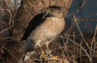 This Hawk Figured Out Visitors Indicators to Ambush Its Prey