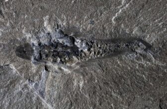 506-Million-12 months-Previous ‘Mothra’ Fossil Reveals the Weirdness of Early Life