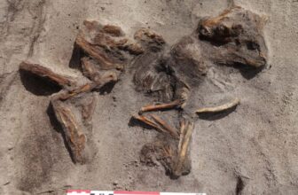 Steel Detectorist Discovers Uncommon Boat Grave Containing Viking Lady and Her Canine