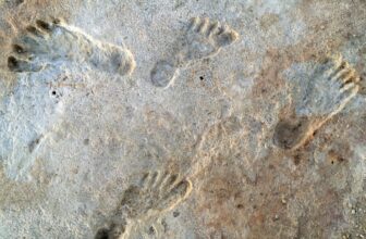 New Examine Backs Controversial Declare of 23,000-Yr-Previous Human Footprints in New Mexico