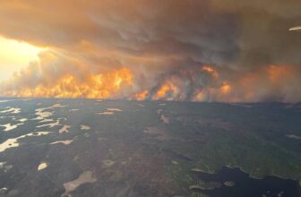 Trump Says Roads Stop Wildfires. The Fact Is Extra Difficult