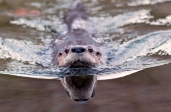 ‘Bizarre Wanting’ Otter Poo Reveals an Surprising Position in Parasite Management