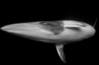 Dive Into the Most Breathtaking Ocean Photographs of the 12 months