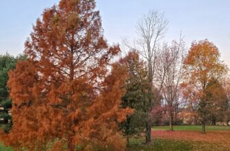 The Little Issues E-newsletter #495 – Life, laughter, and many nice meals!